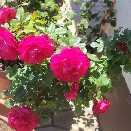 France * 布莱德